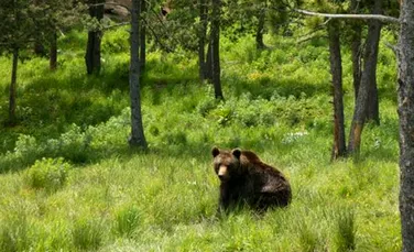 Ursii din Pirinei vor “frantuzoaice”
