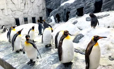 Singura grădină zoologică din România unde pot fi văzuți pinguini