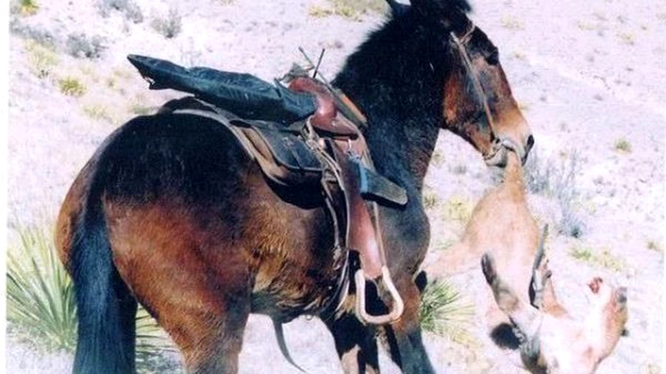 Imagini incredibile – Un catar VS o puma