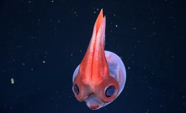 O expediție la mare adâncime a descoperit 25 de specii noi, printre care și o meduză care „dansează”
