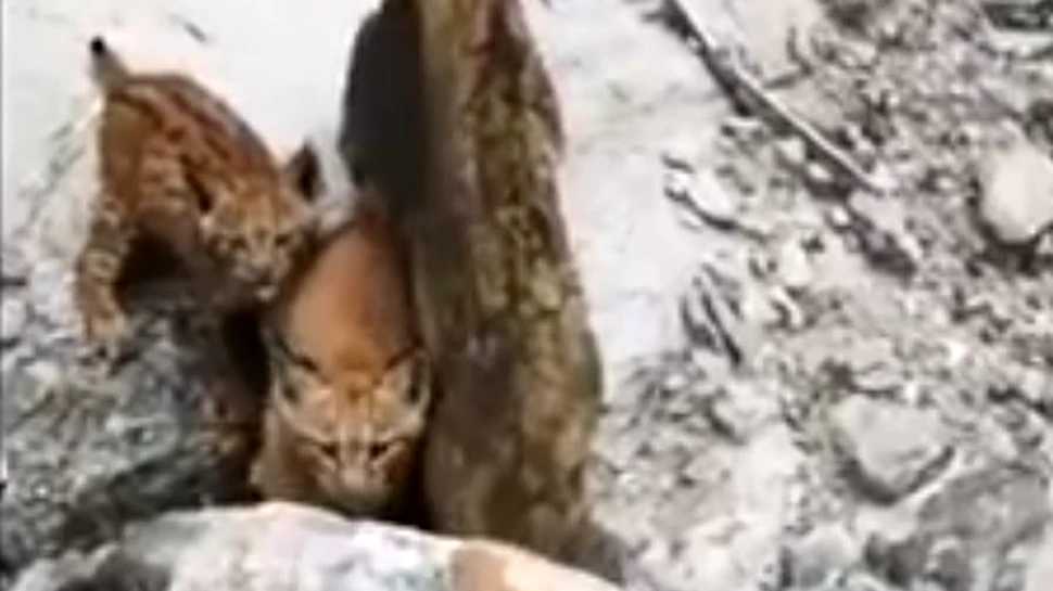 Întâlnire inedită cu doi pui de râs în pădurile din Munţii Neamţului