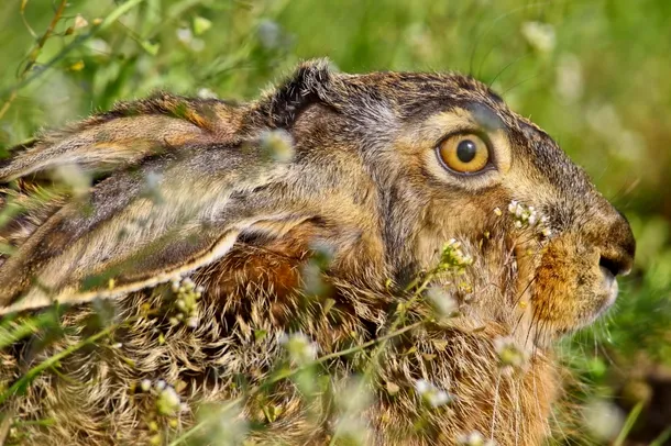 Detaliu al unui iepure de camp camuflat în mediul său ambiant
