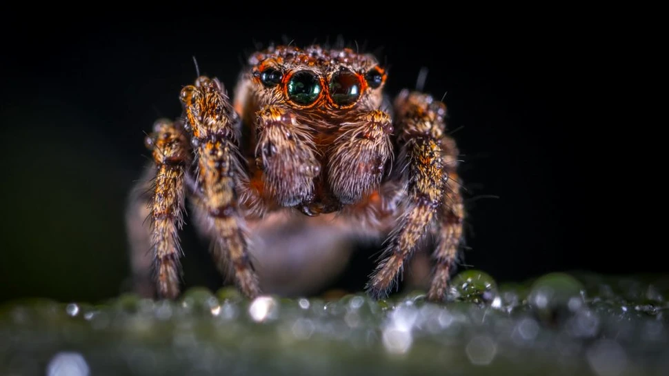 Cum au ajuns tarantulele atât de răspândite pe Pământ. Cercetătorii au găsit în sfârșit explicația