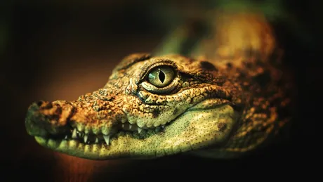 Cercetătorii au creat o piele electronică asemănătoare cu cea de crocodil