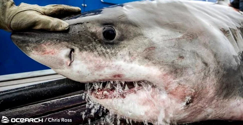 „Regina Oceanului”, un uriaș rechin alb, a fost prinsă de oamenii de știință