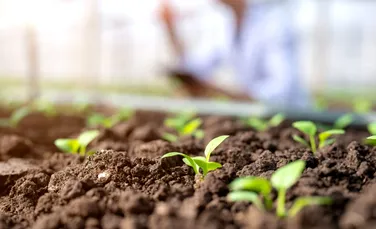 Dacă plantezi aceste legume acum, te poți bucura de ele înainte de sfârșitul verii!