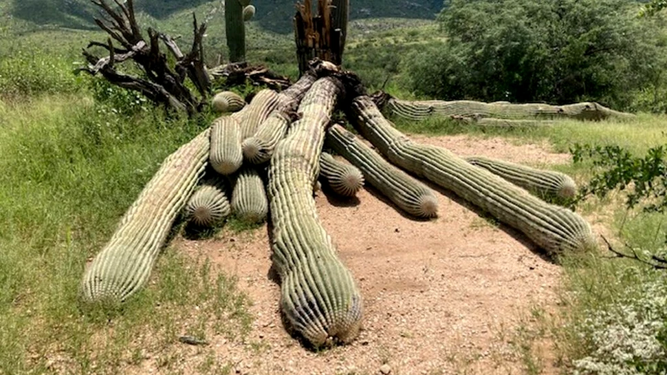Cactus uriaș de 200 de ani, doborât de ploile abundente din SUA