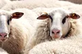 Pășunatul oilor sub panouri solare poate crește cantitatea și calitatea lânii
