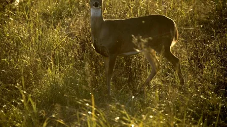 Căprioarele creează semnale ultraviolete în păduri, au descoperit cercetătorii