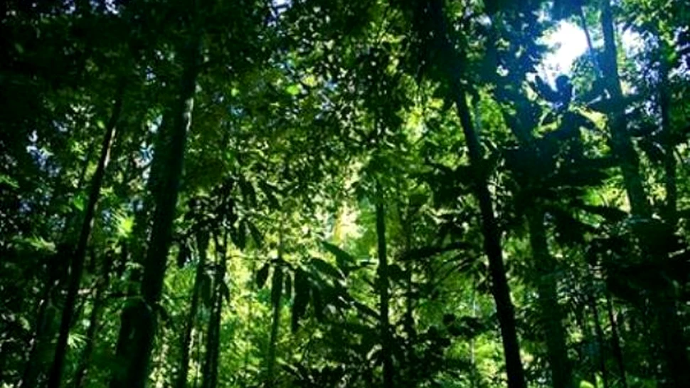 In 5 ani, Terra a pierdut un milion de kilometri patrati de padure