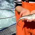 Codul din Marea Baltică a suferit modificări genetice ireversibile din cauza pescuitului excesiv