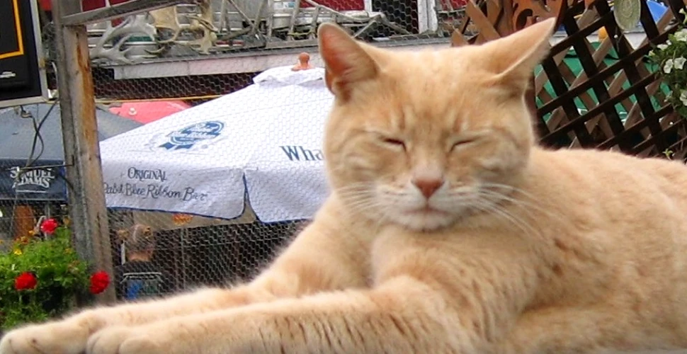 ”Pisica primar” Stubbs, a murit la vârsta de 20 de ani. Povestea fascinantă a motanului