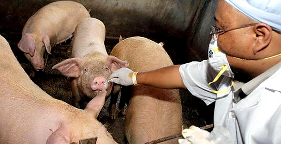 Vaccinul contra gripei porcine va fi gata in octombrie