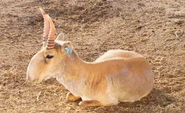 De ce mor în masă antilopele saiga?