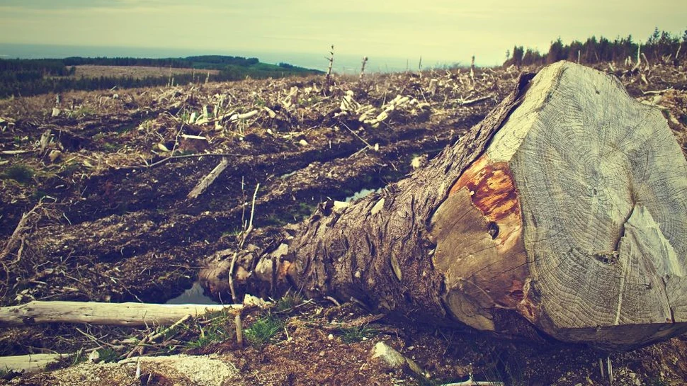Observaţiile din satelit arată că defrişarea pădurii amazoniene a crescut cu 278% în iulie 2019 faţă de iulie 2018