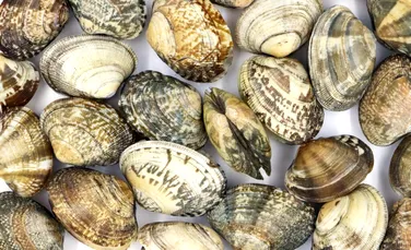 Scoicile trag un semnal de alarmă! Ce se întâmplă cu circulația din Atlanticul de Nord?