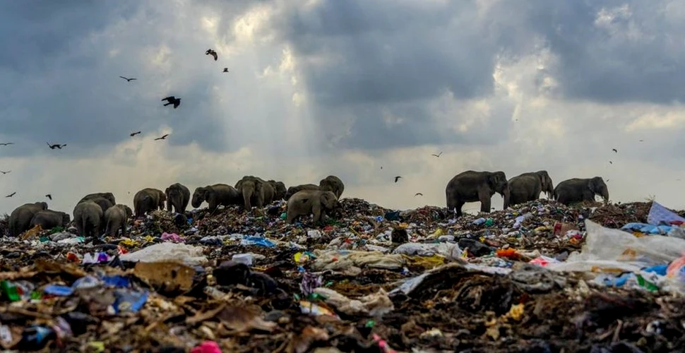 O fotografie cutremurătoare cu elefanți care mănâncă din gunoaie, premiată cu 1.000 de lire sterline