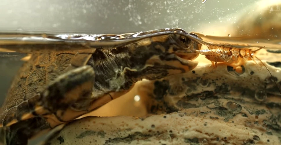 Cum sunt antrenaţi puii de broască ţestoasă pentru a supravieţui în sălbăticie – VIDEO