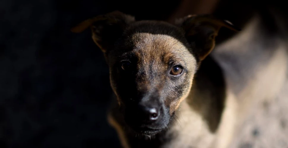 Unde se află primul muzeu din România dedicat câinilor fără stăpân