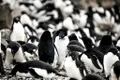 Pinguinii sălbatici se pot identifica în oglindă, sugerează un studiu