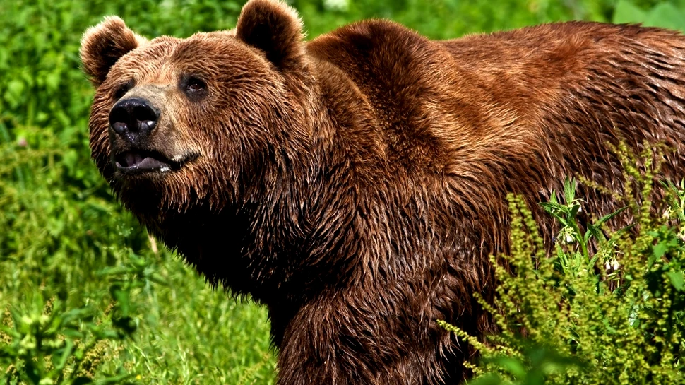 Ce faci dacă te întâlneşti cu ursul? Sfaturile care îţi pot salva viaţa
