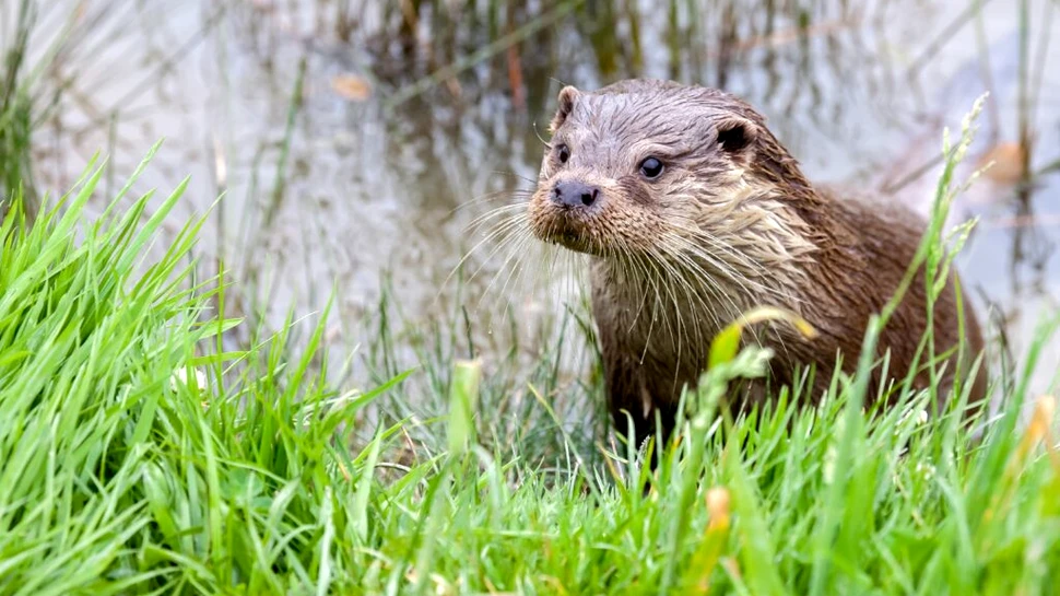 Substanțele chimice veșnice au fost găsite în vidrele din Marea Britanie