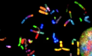 Poate cromozomul Y să dispară? Care ar putea fi efectele