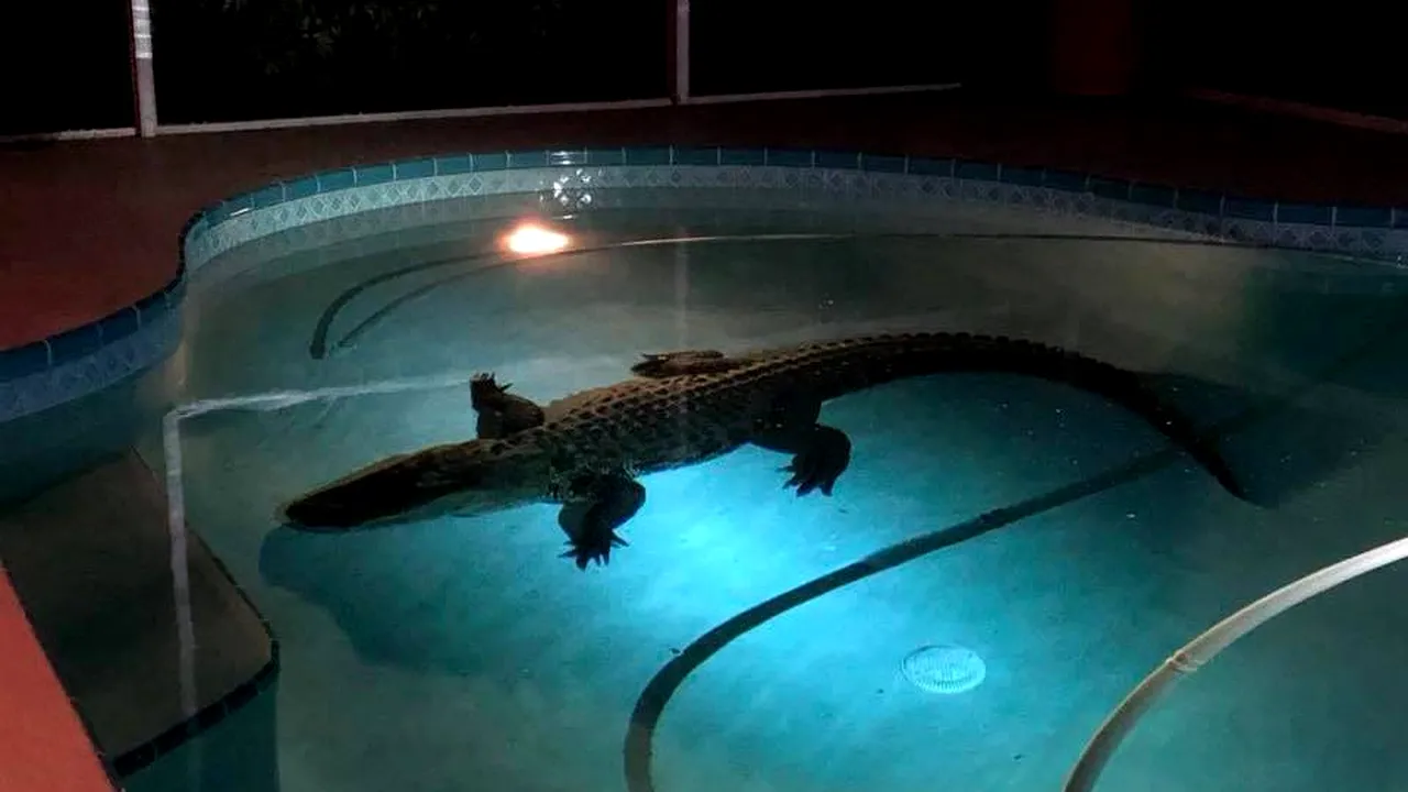 1-aligator 