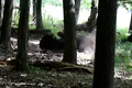 O „baie de praf” în mijlocul pădurii. Imagini inedite cu un zimbru în Parcul Natural Vânători Neamț