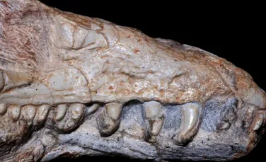 Fosila care a uimit lumea ştiinţifică. Cercetătorii spun că ar putea fi ”veriga lipsă” – FOTO