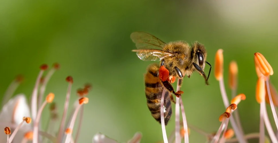 Speranța de viață a albinelor, redusă din cauza expunerii la pesticide