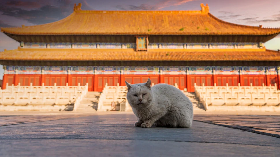Primele pisici domestice au ajuns în China în urmă cu 1.400 de ani, arată un studiu
