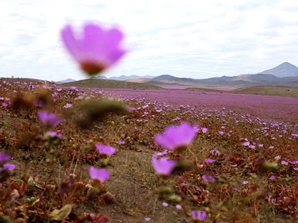 Deşertul Atacama, regiunea care înfloreşte la câţiva ani