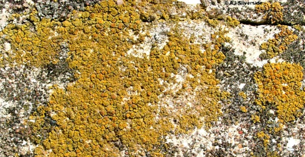 Cremele de protectie solara ar putea fi fabricate din licheni