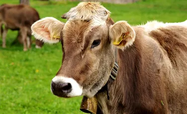 Bill Gates lucrează cu geneticieni pentru a crea ”vaca perfectă”