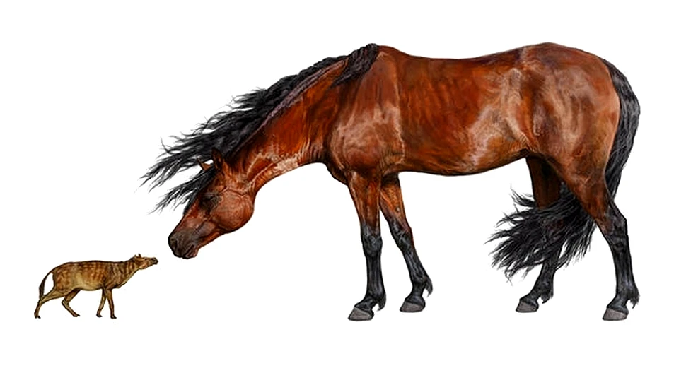 Cai de dimensiunea unei pisici cutreierau America acum 56 de milioane de ani