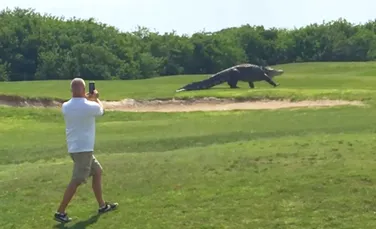 Chubbs, aligatorul de 4,5 metri căruia îi „place” golful. „Nu face rău nimănui” – VIDEO