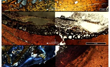 O teorie mai veche despre T. Rex, spulberată de un nou studiu. Ce s-a aflat acum despre „regele” dinozaurilor?