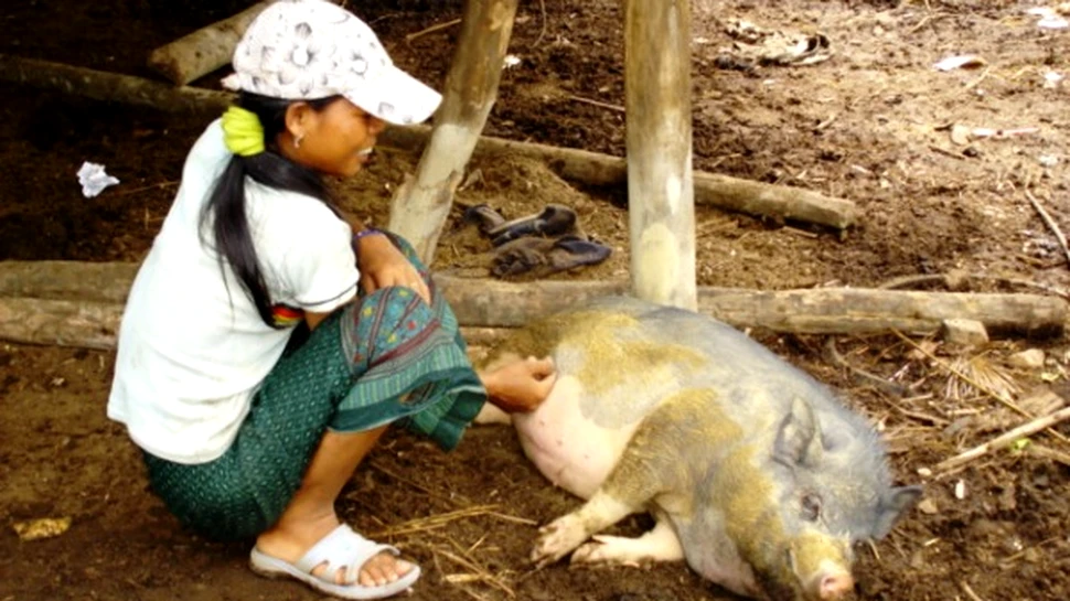 De unde vine gripa porcina?