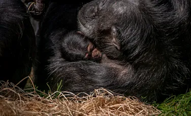 „Cel mai rar cimpanzeu din lume” s-a născut la o grădină zoologică din Marea Britanie