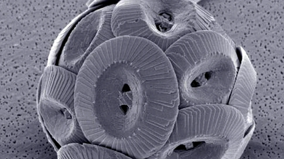 Aceste organisme sunt mai mici decât praful, dar esențiale pentru clima Pământului