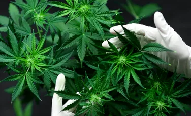 Stresul influențează consumul de cannabis nu doar la oameni, ci și la șobolani