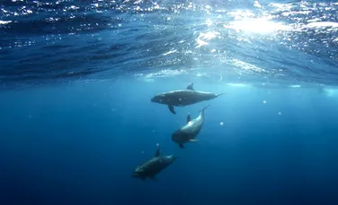 Tot mai mulţi delfini văzuţi în Bosfor. Ce semnifică revenirea mamiferelor