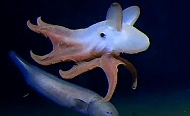 Imagini cu adorabila caracatiță „Dumbo” surprinse la cea mai mare adâncime înregistrată vreodată