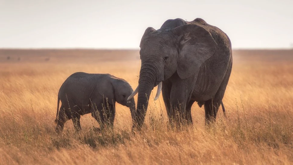 87 de elefanţi au fost ucişi într-unul dintre cele mai grave cazuri de braconaj din Africa – VIDEO