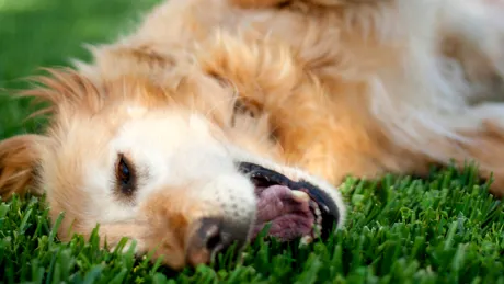 De ce câinii mănâncă iarnă și când ar trebui să fie duși la veterinar?