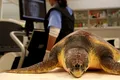 O broască țestoasă a înotat 3.000 de kilometri până acasă, după ce a primit îngrijiri medicale în Spania