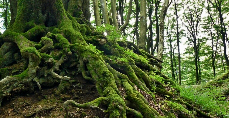 Evoluția rădăcinilor copacilor ar fi putut determina extincțiile în masă din trecut