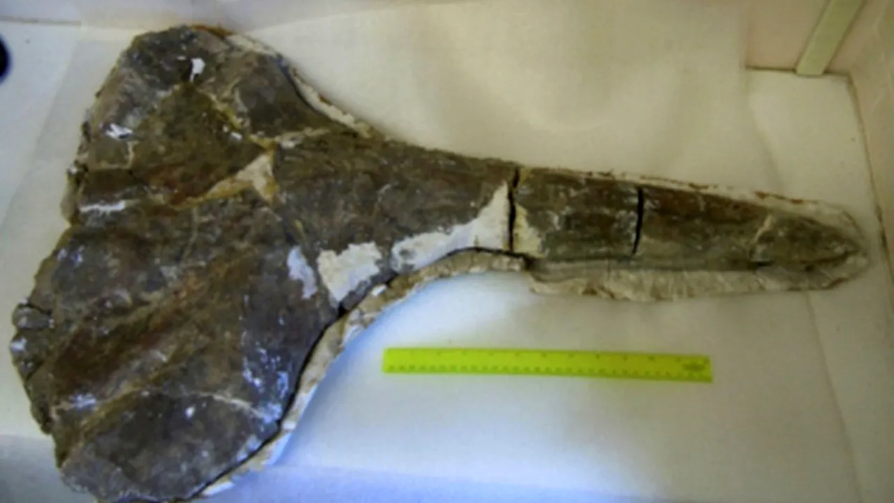 1-0317-whale-skull 