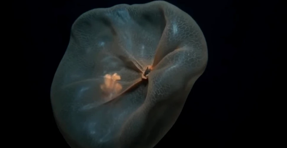 VIDEO. Savanţii au reuşit să întâlnească o meduză enigmatică ce seamănă cu o pungă de plastic